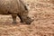 Rhinoceros with sloped head on the dirt