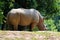 Rhinoceros Standing on the Ground