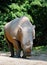 Rhinoceros Standing on Ground