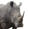 Rhinoceros standing over white background