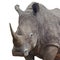 Rhinoceros standing over white background