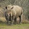 A Rhinoceros stands on the grass at a game park