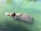 Rhinoceros swimming in water in captivity, Spain