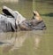 Rhinoceros takes a bath in the water of the pond