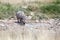 Rhinoceros with two tusks in Etosha National Park, Namibia close up, safari in Southern Africa in the dry season