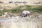 Rhinoceros with two tusks in Etosha National Park, Namibia close up, safari in Southern Africa in the dry season