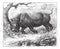 Rhinoceros, vintage engraving