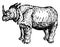 Rhinoceros, vintage illustration