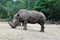 Rhinoceros walk scene. Rhino portrait. Rhinoceros rhino. Rhinoceros rhino portrait Muddy rhinoceros male, standing