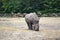 Rhinoceros walk scene. Rhino portrait. Rhinoceros rhino. Rhinoceros rhino portrait Muddy rhinoceros male, standing