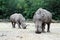 Rhinoceros walk scene. Rhino portrait. Rhinoceros rhino. Rhinoceros rhino portrait Muddy rhinoceros male, standing