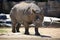 Rhinoceros walking facing the front