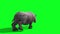 Rhinoceros walks back green screen 3D rendering animation animals