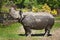 A rhinoceros walks in the forest