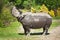 A rhinoceros walks in the forest