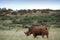 A rhinoceros walks in a green grass field.
