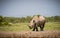 Rhinoceros walks towards water hole in Kenya in the wild