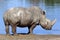 Rhinoceros at the waterhole