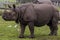 Rhinoceros at west midlands safari park zoo