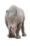 Rhinoceros on white with clipping path