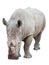 Rhinoceros on white with clipping path