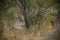 Rhinoceros, white rhino, Kruger National Park, South Africa