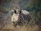 Rhinoceros, white rhino, Kruger National Park, South Africa