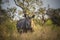 Rhinoceros, white rhino, Kruger National Park, South Africa