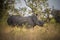 Rhinoceros, white rhino, Kruger National Park, South Africa