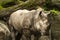 Rhinoceros in the wild with trees and rocks in the background