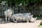 Rhinoceros in the Zoo Dortmund, North Rhine-Westphalia, Germany