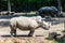 Rhinoceros in the Zoo Dortmund, North Rhine-Westphalia, Germany