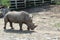 Rhinoceros in the zoo on a gray background.