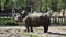 Rhinoceros in zoological garden