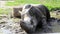 Rhinoceros in zoological garden