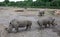 Rhinoceroses in a park