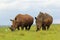 Rhinoceroses, South Africa