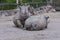 Rhinocerotidae - Rhinoceros resting in the paddock