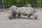 Rhinocerotidae - Rhinoceros resting in the paddock