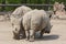 Rhinocerotidae - Rhinoceros resting in the paddock