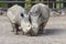 Rhinocerotidae - Rhinoceros resting in the paddock