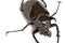 Rhinocerous Beetle