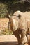 Rhinocerous Walking Toward Camera