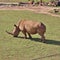 Rhinos