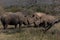 Rhinos Affections Calf