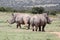 Rhinos in Africa