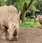 Rhinos that being cared for in a nature and conservation themed zoo.