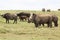 Rhinos and buffalos in Africa