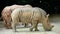 Rhinos eating grass in the zoo