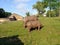 Rhinos on grassy bank after wallowing in mud